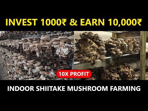 Shiitake Mushroom Price Per Kg In India