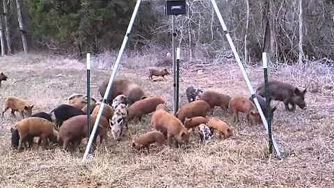 Feral Hogs Force Dallas to Spend More Than $250,000 on Trappers