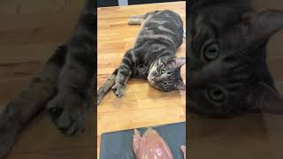 Cat Gets On Kitchen Counter And Tries To Sneakily Steal Chicken Off Cutting Board - 1501784