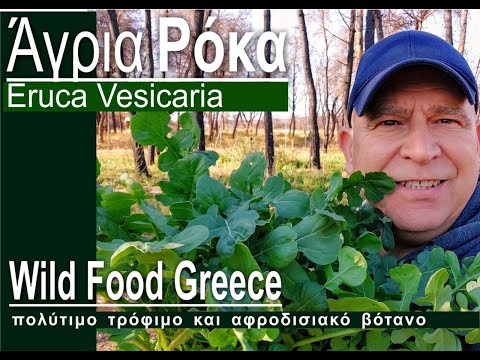 Άγρια ρόκα eruca
