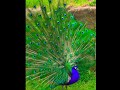 طائر الطاووس #وثائقي