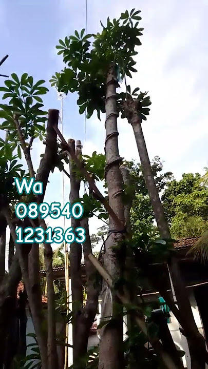 pohon pule dijual Pundong Bantul Yogyakarta #shortsyoutube