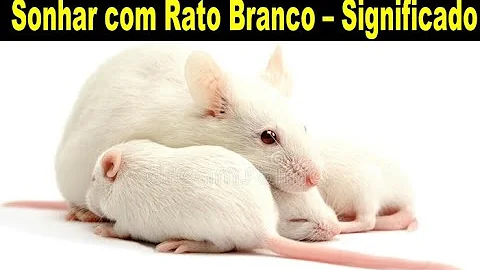 O que significa sonhar com rato caindo em cima de mim?