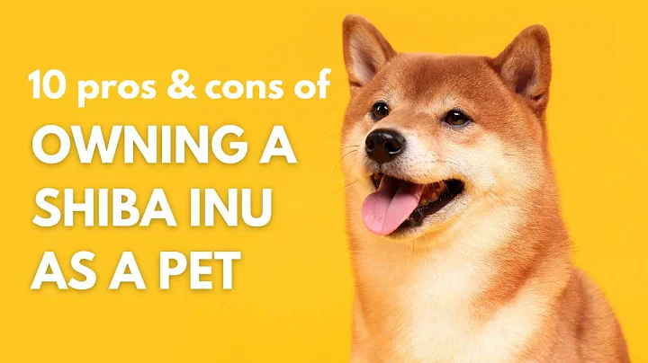 10 pros and cons of owning a shiba inu as a pet