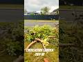 Big garden tidy up 🌿#Rotorua #GardenCleanup #gardening #LawnRiteRotorua #NZBusiness