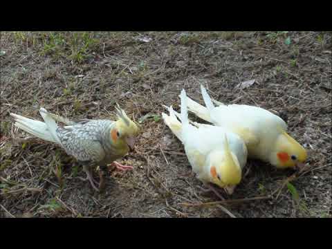 Calopsita Cantando Hino Do Flamengo Mp3 Hino Flamengo Fiufiu Youtube