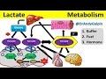 What lactate is  what it actually does 5 min phys