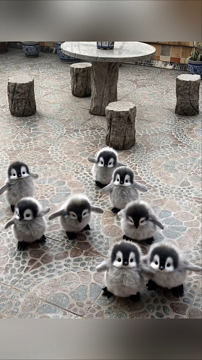 this is too cute i'll take one #cute #adorable #pet #penguin #babyanimals #fluffy #cuteanimal