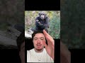 La mémoire du chimpanzé #singe #chimpanze #animal