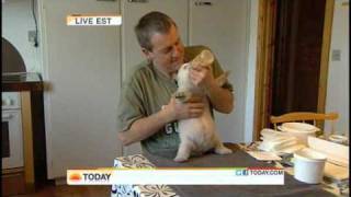 Cute Polar Bear Cub Pet