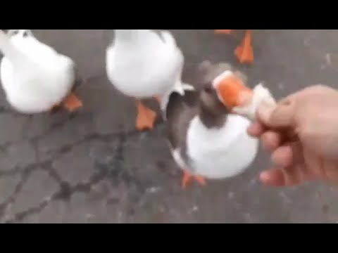 O filmare intimă - Hrănind gâștele (din mână) în Parcul Tineretului,București.