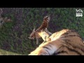 Cute tiger cubs show off tree-climbing skills