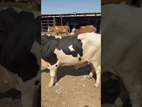 اسعار العجول في كركوك سوق اكسبلور الخميس  التغطيه متابعه اسعار