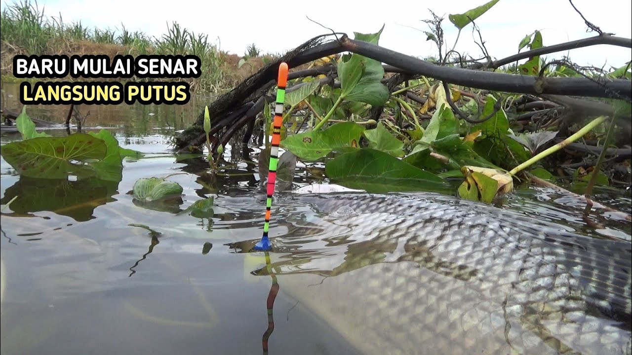 Baru mulai senar langsung putus, spot potensial mancing nila liar 