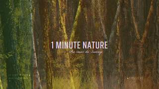 Le Cerf Pirate - 1 MINUTE NATURE - EP 03