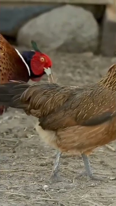 KAWIN SILANG AYAM HUTAN X AYAM KAMPUNG