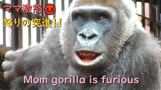 Mom Gorilla is furious and runs at full speed to her son and rams into him.【kyotocityzoo】