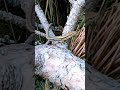 25 май 2026 г.Горски гущер,Lacerta,пълзи върху борово дърво,Старозагорски бани.