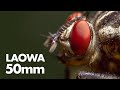 Laowa 50mm f/2.8 2X Ultra Macro Lens Review (for MFT)