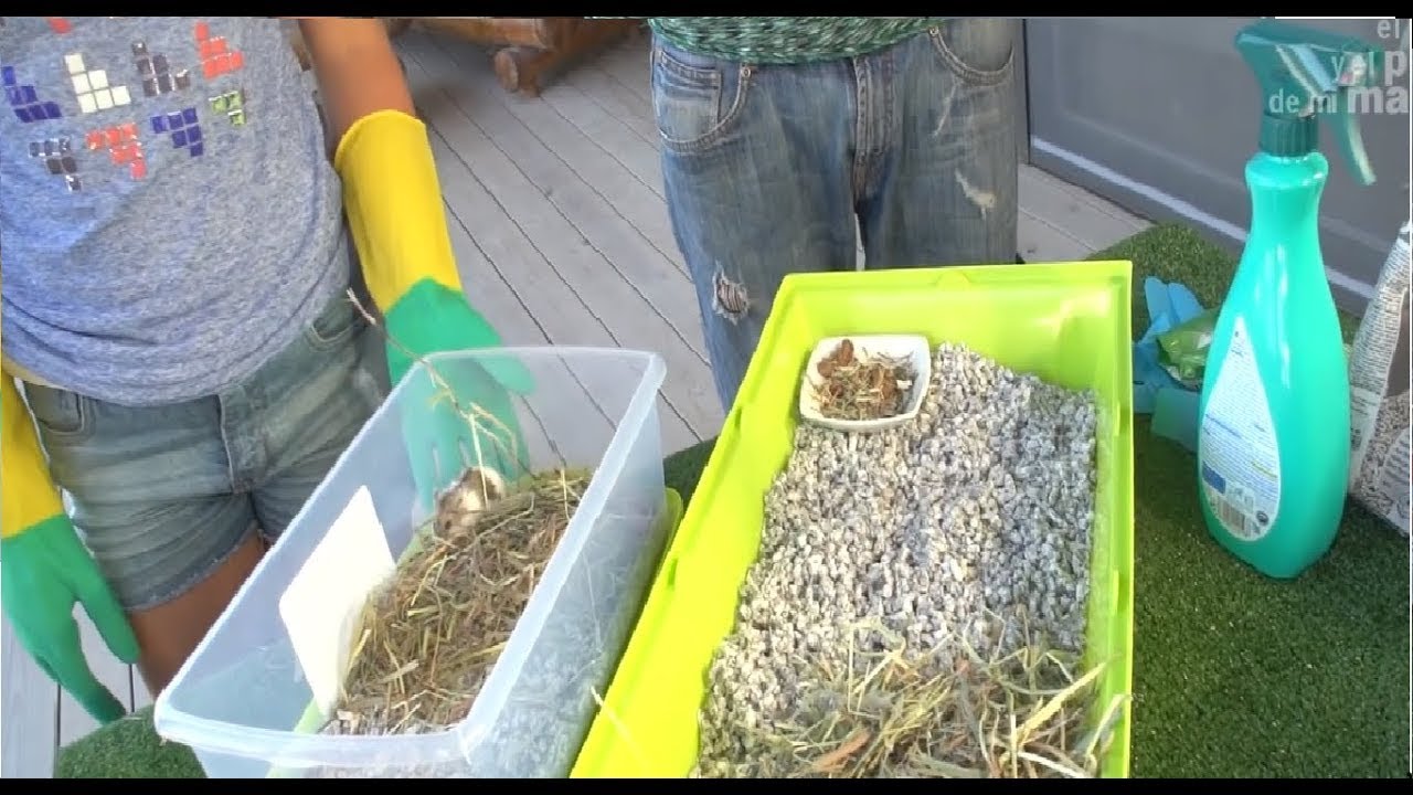HAMSTER: How to clean hamster’s cage - YouTube