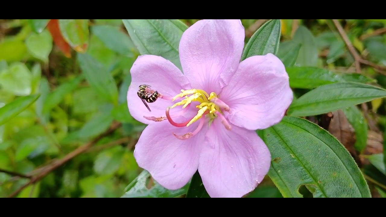Mesmerizing Close-up: Honey Bee Collecting Pollen from a Pink Blossom