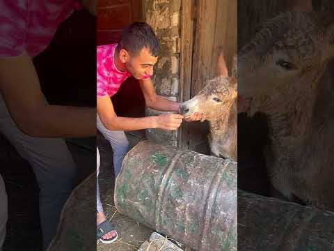 شربت العجل عنتر وعيد سجاير ايمن محمد