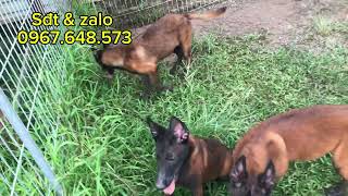 Dàn hoa hậu malinois béc bỉ, đẹp, Nhanh nhẹn, thần kinh căng