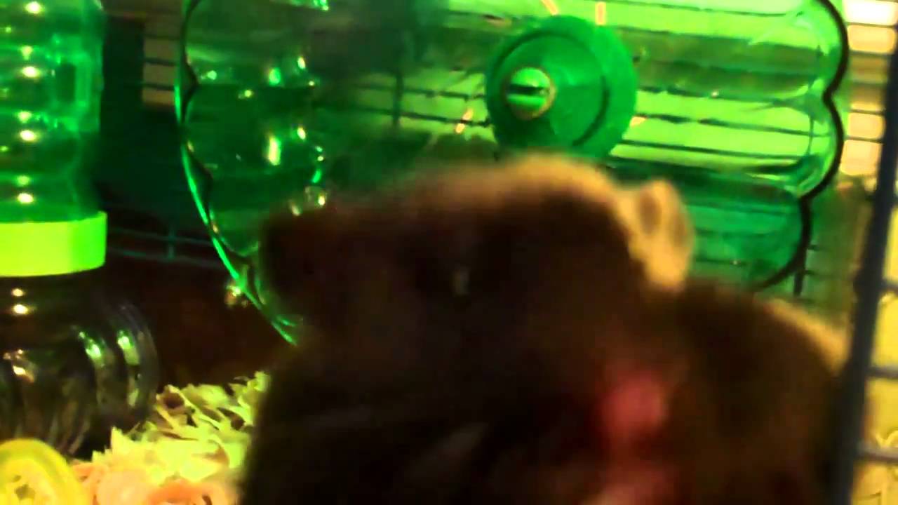 hamster storing food in cheeks YouTube