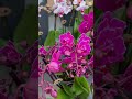 Новорічні красуні 🎄#flowers #orchid #орхідеї #фаленопсис #butiful # пелорик#Butterfly#