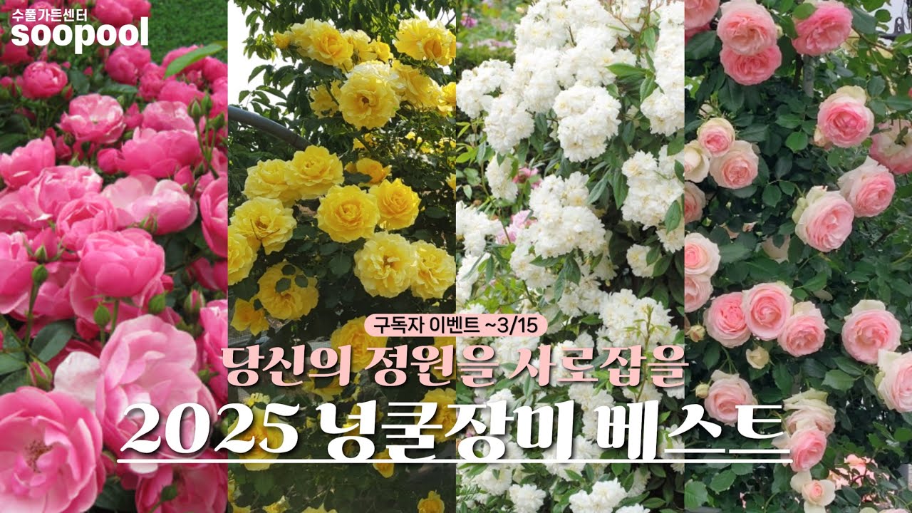 장미는 지금부터 준비해야합니다🌹 2025 넝쿨장미 베스트 12종 + 구독자 댓글이벤트