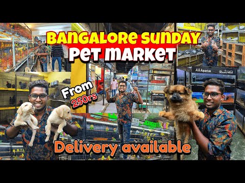 Shivaji Nagar Pet Shops In Bangalore|Pet Market|Russel Market|Xploring
