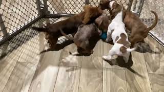 New Dachshund Puppies For Sale