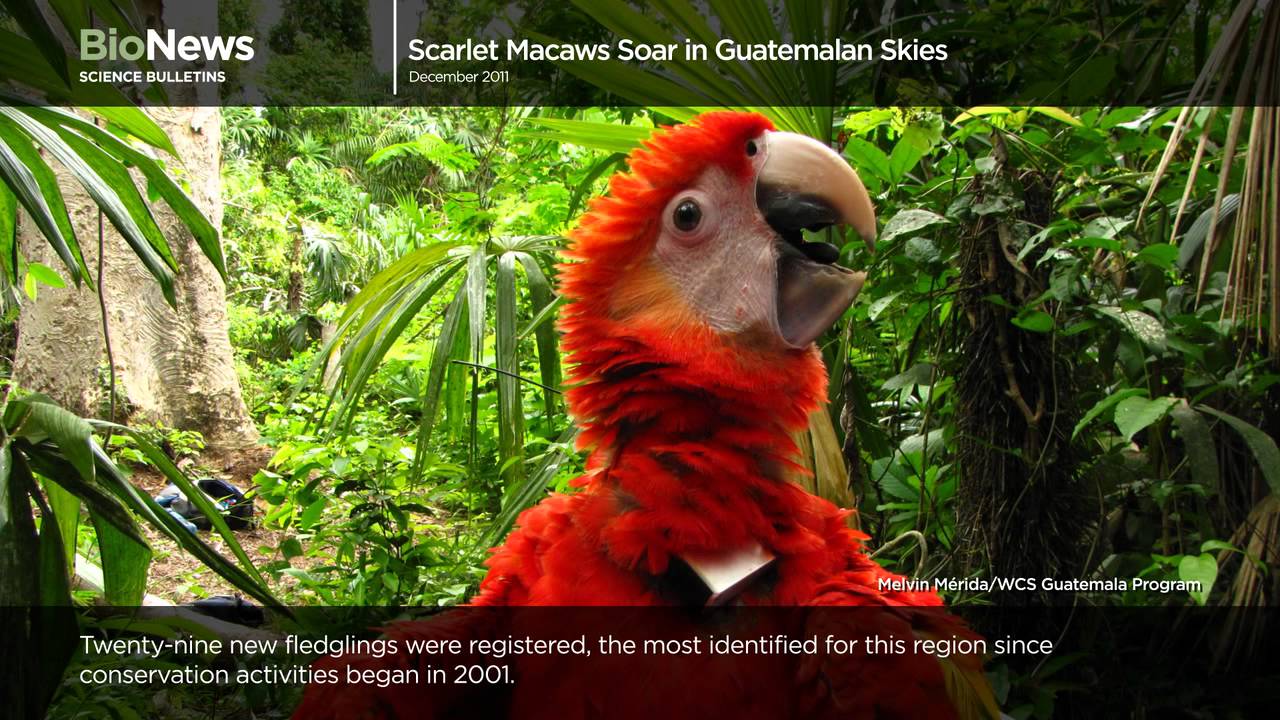 museums in london Science Bulletins: Scarlet Macaws Soar in Guatemalan Skies