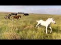 Canadian horse foals playing together