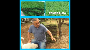 Como plantar as placas de grama?