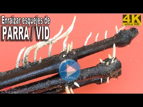 Video: Enraizamiento de esquejes de uva en casa