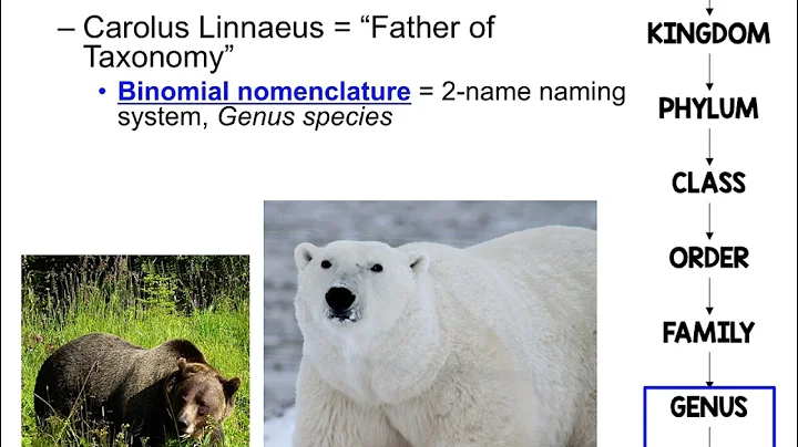 Notes: Evolution Concept 4- Phylogeny