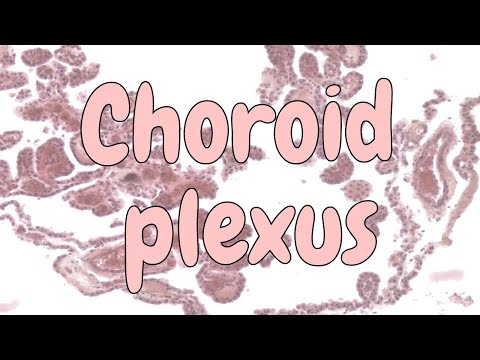 Choroid plexus - nervous system histology