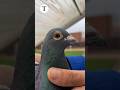 🏆 Stunning performance from 2033004-20 BE male son of “Bidalac”! #PigeonRacing #Champion