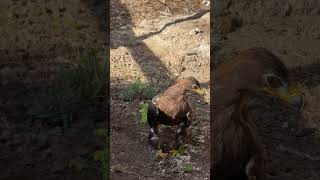 Steppenadler gärtnert 🦅😱🙈 #adler #lustig #gartenarbeit
