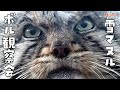 【マヌルネコ】ボル観察会 / Pallas’s cat - Let's Get to Know Them Better!