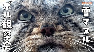 【マヌルネコ】ボル観察会 / Pallas’s cat - Let's Get to Know Them Better!