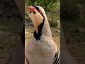 this partridge sound is amazing #shorts #bird #birds