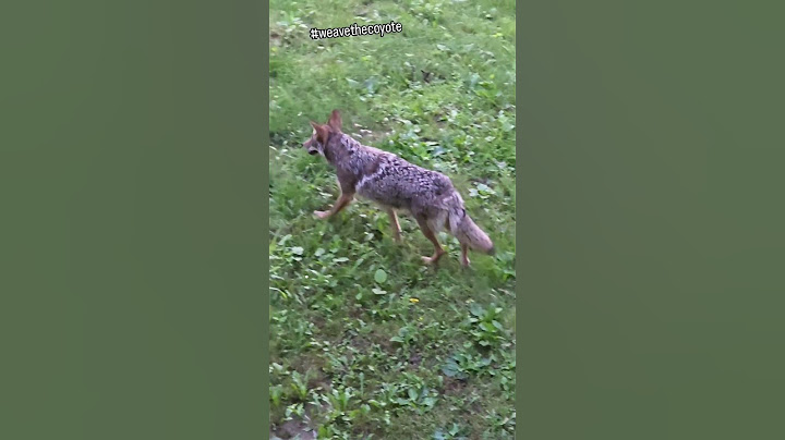 ANDYS COMING! 🐺 Toy Story! #cute #animals #weavethecoyote #happy #cartoon #pets #love #live #life