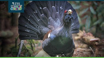 ZooIn2 - Capercaillie