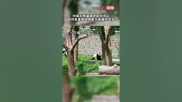 大熊猫也会“教科书式”避险！四川地震瞬间，大熊猫跑到户外空旷处！ - 天天要闻