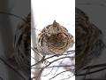 Look How Steady it Holds Its Head! #grouse #grousehunting #hunting #birdhunting #hunter #huntingtrip