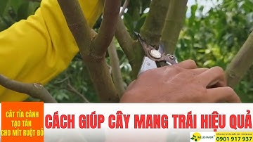 Cách cắt tỉa cành mít ruột đỏ giúp cây mang trái hiệu quả