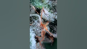 Up Close with Trichomes: Wireless Microscope View! 🌿✨