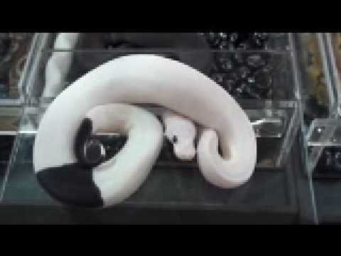 Panda Pied Ball Python by Outback Reptiles